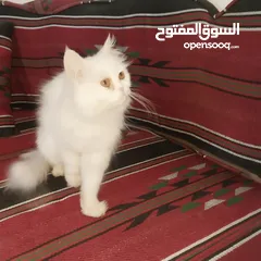  3 بسم الله ما شاء الله متاح بسه مع ولدها النوع شيرازي عمر البس الكبيره سنه وعمر ابنها شهرين ماخذين جمي