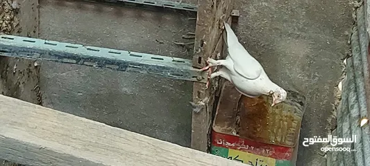  11 جواز للبيع
