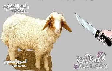  4 لحام جزار متفرغ دبح في المنازل