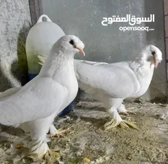  4 حمام ودجاج للبيع