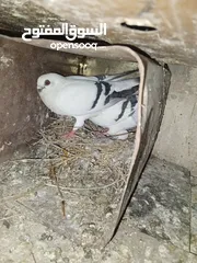  7 خم حمام اللبيع عشر جواز