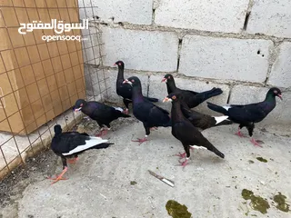 3 جواز ملحيات نخب النخب كلو مكفول وشغال  بالصلاه على النبي وجوز سلافر وفرخ مسود سلافر مقلوب