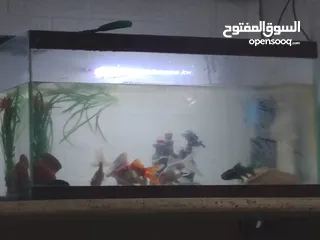  5 حوض سمك بالصلاة ع النبي نخب تب التب