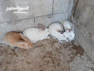 1 طقم ارانب ثلث اناثي وذكر انثيتين وذكر فرنسيات وانثى بلديه