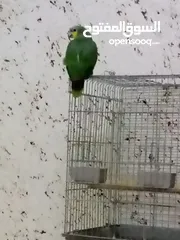  1 ببغاء اورنج وينج اليف نخب