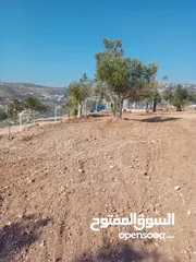  3 مزرعة للبيع من اراضي غرب عمان  منطقة البصة (ابو السوس ) للبيع بسعر مغري