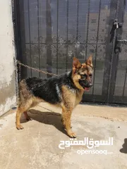  3 كلب جيرمن بيور عمره سنه وشهر للبيع