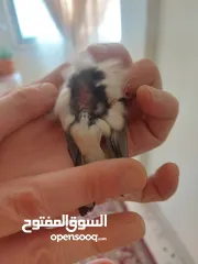  2 متاح حساسين  فحول واناتي