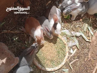  1 ارانب بلدي