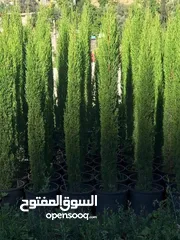  17 مؤسسة ومشاتل رويد لتنسيق الحدائق