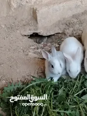  3 ارانب بلدي.. فرنسي..الذبح...جميع الوان والعمار وانثى وذكور...