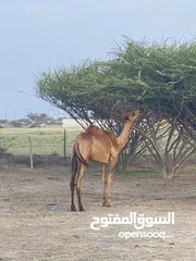  2 بكرة صفراء للبيع