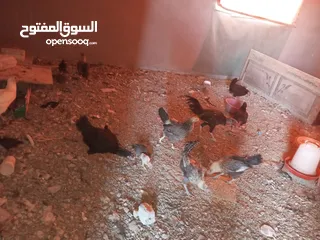  10 السلام عليكم،دجاج بلدي بياض للبيع،عمر سنه سعر الحبه 8 دنانير، صحه ونظافه،الموقع جرش دير الليات،