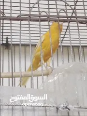  7 حبه بصلاة على النبي طول ورفع للبيع او للبدل على ذكر مخملي جاهز بدون قفص