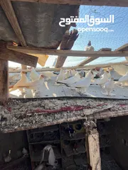  1 جواز بلونيات وجواز يهوديات