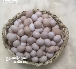  2 بيض عماني أصلي مخصب