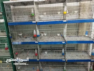  5 غرفة طيور كامله للبيع اقرأ الوصف سعر قابل للتفاوض بشكل بسيط