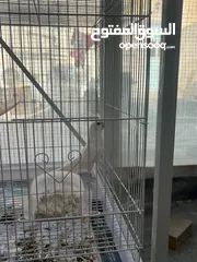  2 Cocktail albino love birds orange