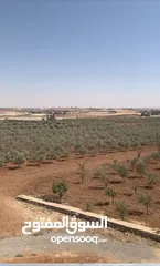  8 مزرعه جميله في مادبا جبيل