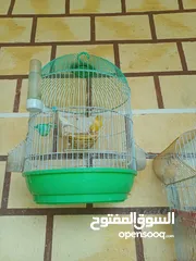  11 عصافير كنار للبيع جواز جاهزه في  اشي مع بيض واشي مش مع بيض وفي فراخ صغار جواز