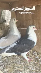  7 طيور فزن و حمام و طاووس