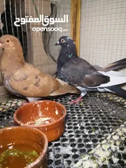  1 4 حمامات رومي وقصفين المكان فيصل