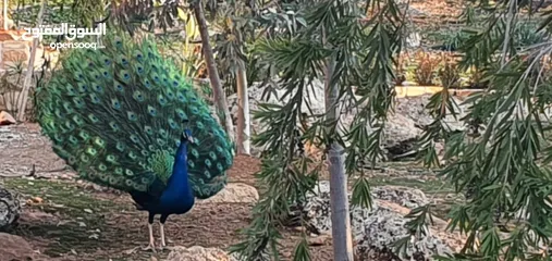  1 طاووس للبيع مستعجل