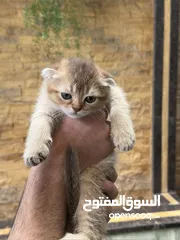  13 قطط سكوتش فولد وسكوتش ستريت للبيع اقرأ الوصف