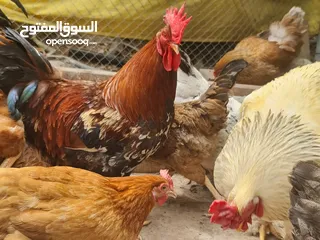  14 ديكة فرنسيه بيور