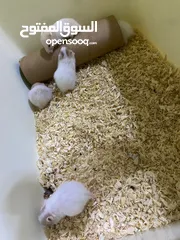  4 Hamster babies