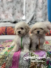  7 Maltipoo FeMale Puppies Available