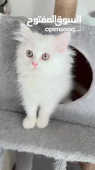  14 Cute Persian and friendly kittins