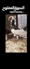  3 مخاليف وفراخ متاح