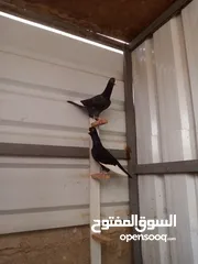  1 حبتين مساويد للبيع