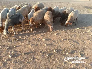  2 بلدي نفس الصور بالضبط عقائق ومناسبات ونذر اوزان 20 ل30 لحم صافي