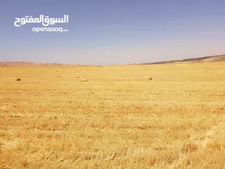  14 مادبا ماعين غرابيات ام راسين قطعة ارض زراعية بمنطقة هادئة و مميزة بمساحة 5300 م واصل الخدمات