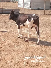  6 عجول محليه العمر سنه