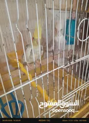  2 جوز كوكتيل للبيع
