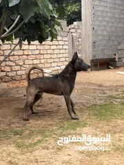  4 كلب للبيع العمر سنه ونص