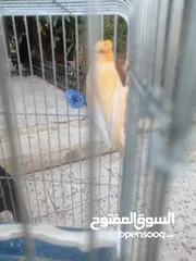  7 كنار +جوز حسون ترابي للبيع