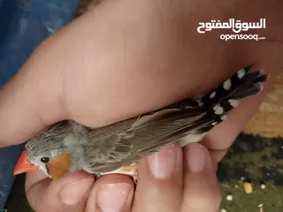  4 طيور فنقز للبيع