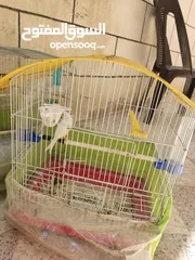  2 عصافير كناري للبيع