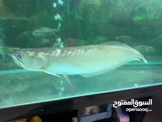  2 “Giant”...arowana for sale