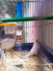  6 ثلاث جواز جانبو  جنه جوز تحتهم بيض
