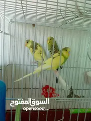  1 طيور كنار وحب للبيع
