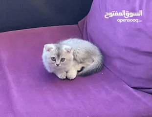  1 قط سكوتش فولد عمر شهرين ونص