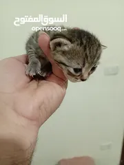  13 قطه كتنز كتن   و بطه عدد 3 بطات   و سلاحف بريه و قطة سيامي كبيره منتجه  تربيه منزليه لقطه كوم هامستر