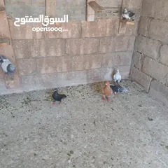  3 حمام البيع