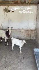 5 عنز ماشاء الله عنها الصور