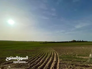 3 قطعة ارض للبيع جلول دونم 1000 متر مربع قرب التنظيم مباشرة شوارع مميزة
